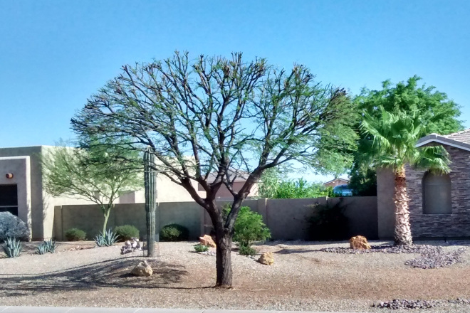 Severely_pruned_mesquite